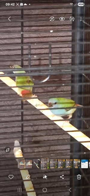 Prachtfinken Forbes dreifarbige Papageiamadine