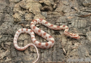 Kornnattern ENZ 2025 Bild 4