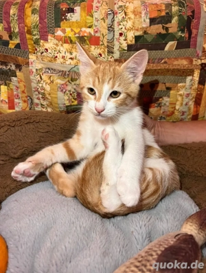 Kätzchen sucht seine Familie 