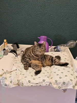 Zweijährige Emmi sucht ihre Familie (Tierschutz)