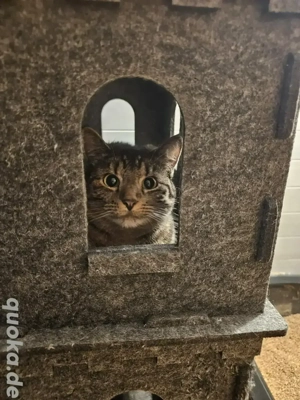 Zweijährige Emmi sucht ihre Familie (Tierschutz) Bild 3