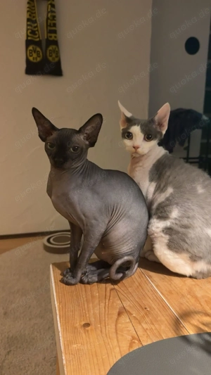 Sphynx und Devon Rex. Zwei wundervolle Katzen suchen ein liebevolles für immer Zuhause. 
