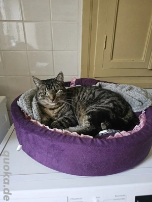 Zweijährige Emmi sucht ihre Familie (Tierschutz) Bild 8