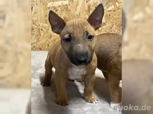 Miniatur Bullterrier Welpen zuverk.