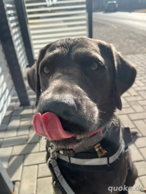 Labrador Deckrüde charcoal - kein Verkauf