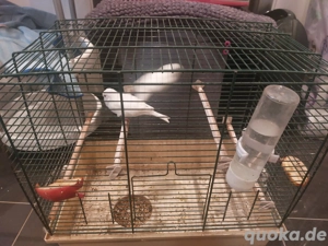 weiße  Kanarienvögel 