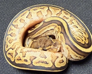 Verschiedene Königspython abzugeben