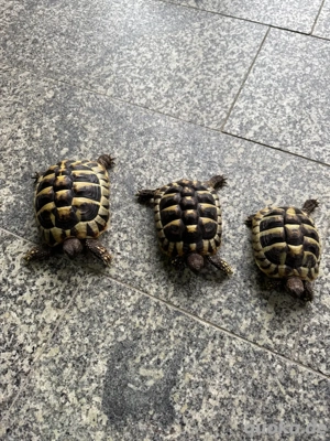 Griechische Landschildkröten 3 jährig abzugeben