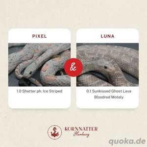 Kornnatter Sunkissed Nz.6  2025