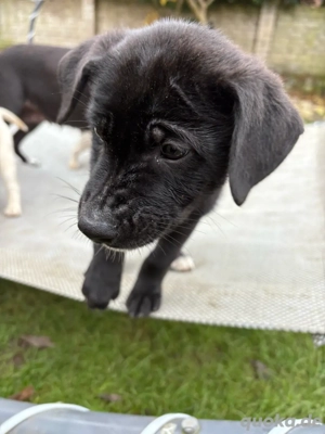 1.Zuckersüße Rüde sucht sein Neues zu Hause.