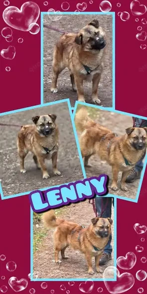 Toller Lenny wartet in Nürnberg auf Besuch!