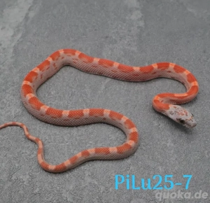 Kornnatter Sunkissed M-X-S  1.1 Nz.6  2025