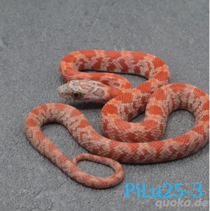 Kornnatter Sunkissed Nz.6  2025