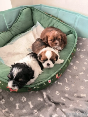 Shih Tzu Welpen 