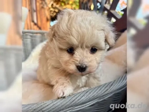 Süßer Maltipoo Welpen WhatsApp 017649381234
