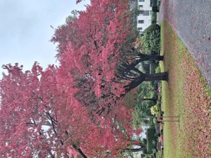 Wer  geht Abends mit mir bei romantischen Licht  spazieren. Bin ein netter Mann, 48 Jahre, blond