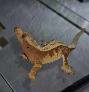 Kronengecko mit allem Zubehör 