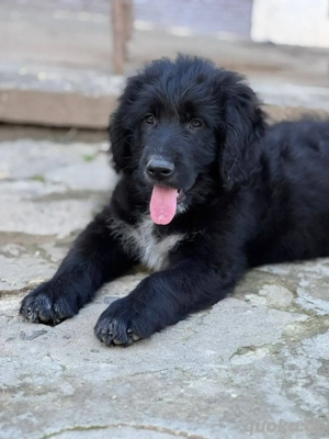 richi, 6 mon alt, rüde 