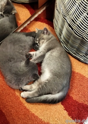 BKH- Katzenbabys abgabebereit 