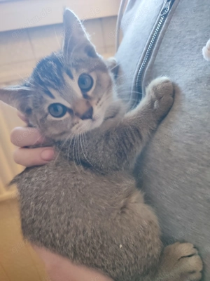 Kitten Männchen und Weibchen nur zusammen abzugeben 