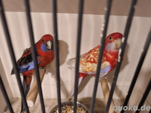 Pennantsittiche, Sittiche, Papagei  Bild 1