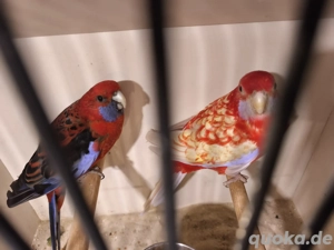 Pennantsittiche, Sittiche, Papagei  Bild 4