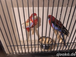 Pennantsittiche, Sittiche, Papagei  Bild 2