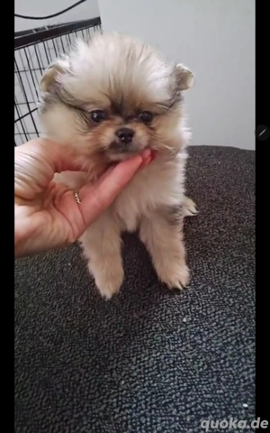 Tigermuster , merle Welpen  mit außergewöhnlicher Fellfarbe  Merle Tan. Gold schwarz und braun