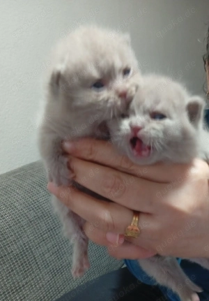 2 British Kurzhaar Kitten abzugeben (Notsituation)