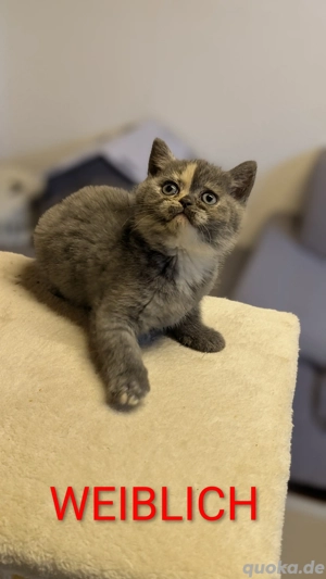 Wunderschöne BKH Kitten 