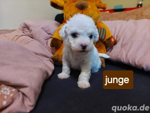 Malteser welpen Rüden 