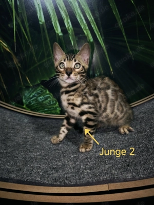 Reinrassiges Bengalkätzchen