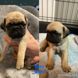 Mops  altdeutsche Mops Welpen