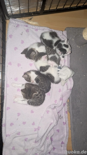 2 Katzen babys suchen noch ein gutes Zuhause 