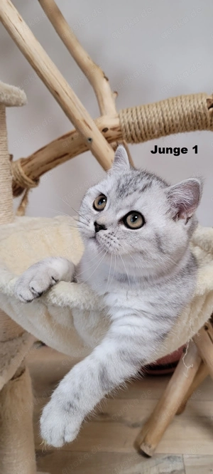 Bkh-Kitten abholbereit Bild 2