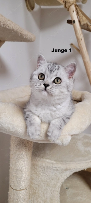 Bkh-Kitten abholbereit Bild 3