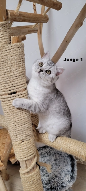 Bkh-Kitten abholbereit Bild 5