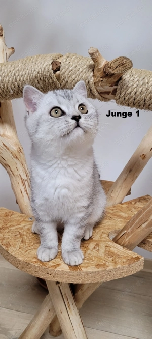 Bkh-Kitten abholbereit Bild 4
