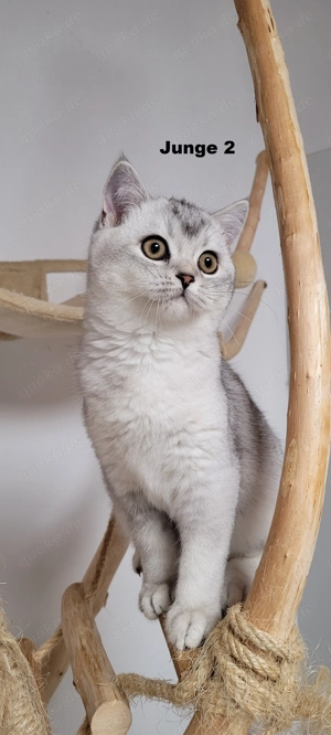 Bkh-Kitten abholbereit Bild 6