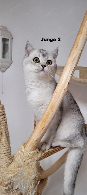 Bkh-Kitten abholbereit Bild 7