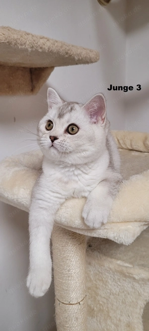Bkh-Kitten abholbereit Bild 8