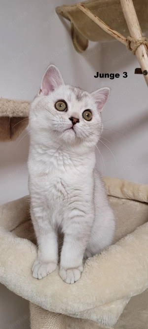 Bkh-Kitten abholbereit Bild 9