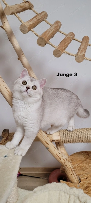 Bkh-Kitten abholbereit Bild 10