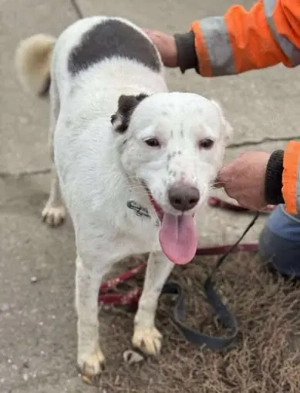 Orlanda - liebe Herzenshündin aus Rumänien Bild 6