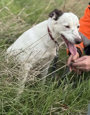 Orlanda - liebe Herzenshündin aus Rumänien Bild 8