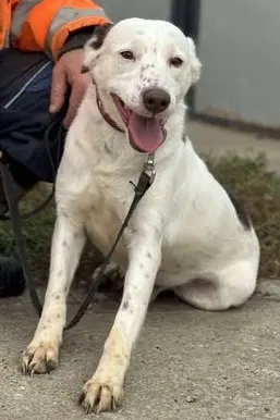 Orlanda - liebe Herzenshündin aus Rumänien Bild 7