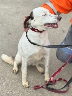 Orlanda - liebe Herzenshündin aus Rumänien Bild 4