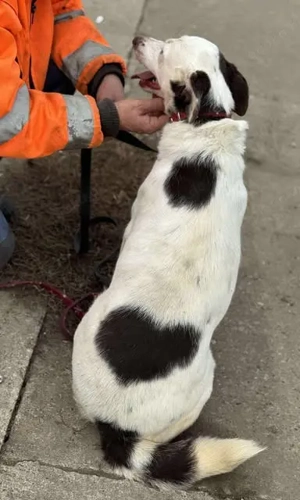 Orlanda - liebe Herzenshündin aus Rumänien Bild 3