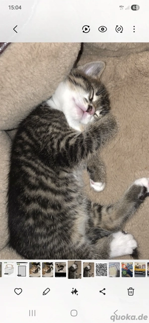 kleiner hübscher Kater Katzenbaby