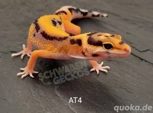 Leopardgecko Afghan Tangerine  Bild 3